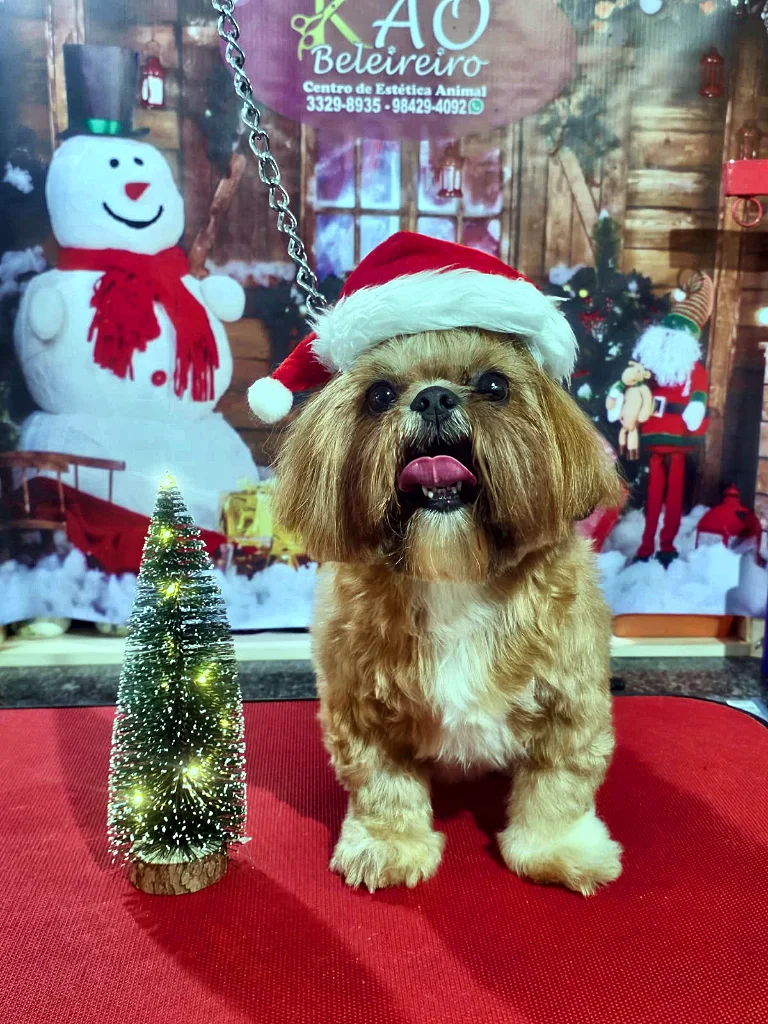 Shih Tzu dourado com tosa bebê, gorro de Natal e língua de fora