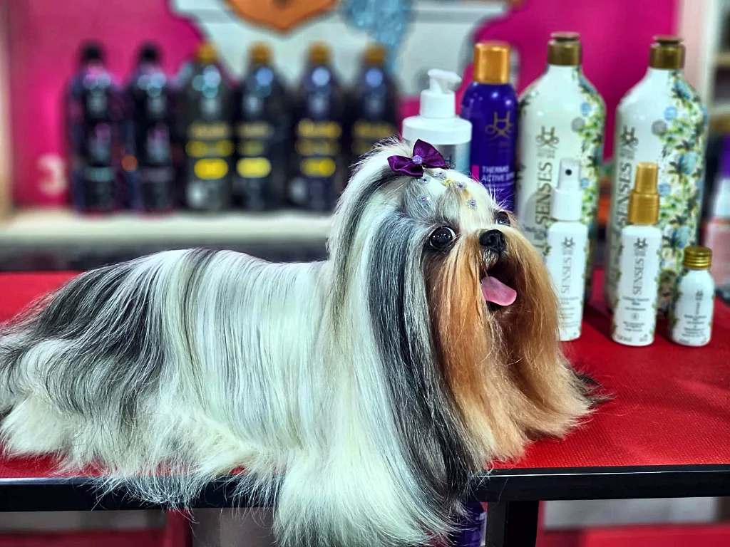 Shih Tzu de pelo longo sedoso escovado, de perfil, ao lado dos produtos Hydra